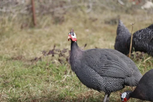 Beç Tavuğu Yumurtası (Tokat Tavuğu, İran Tavuğu)